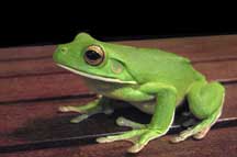 frog-real-web.jpg
