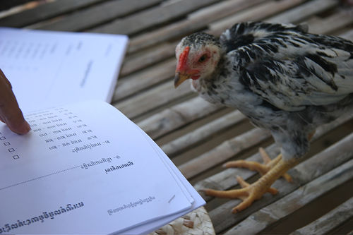 chicken_survey.JPG