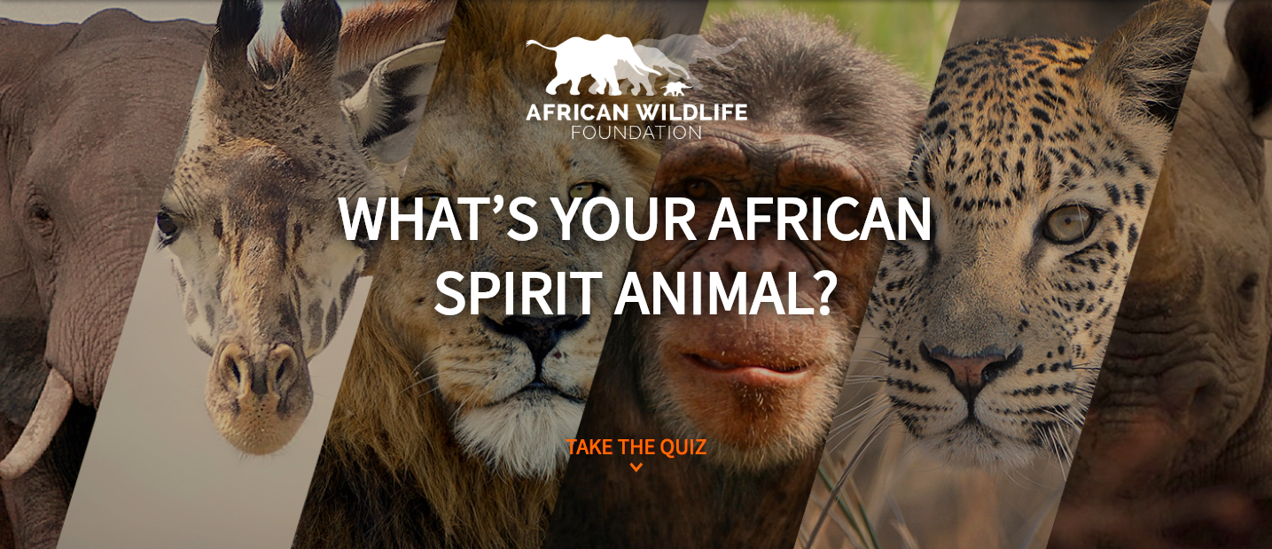African Wildlife Society example