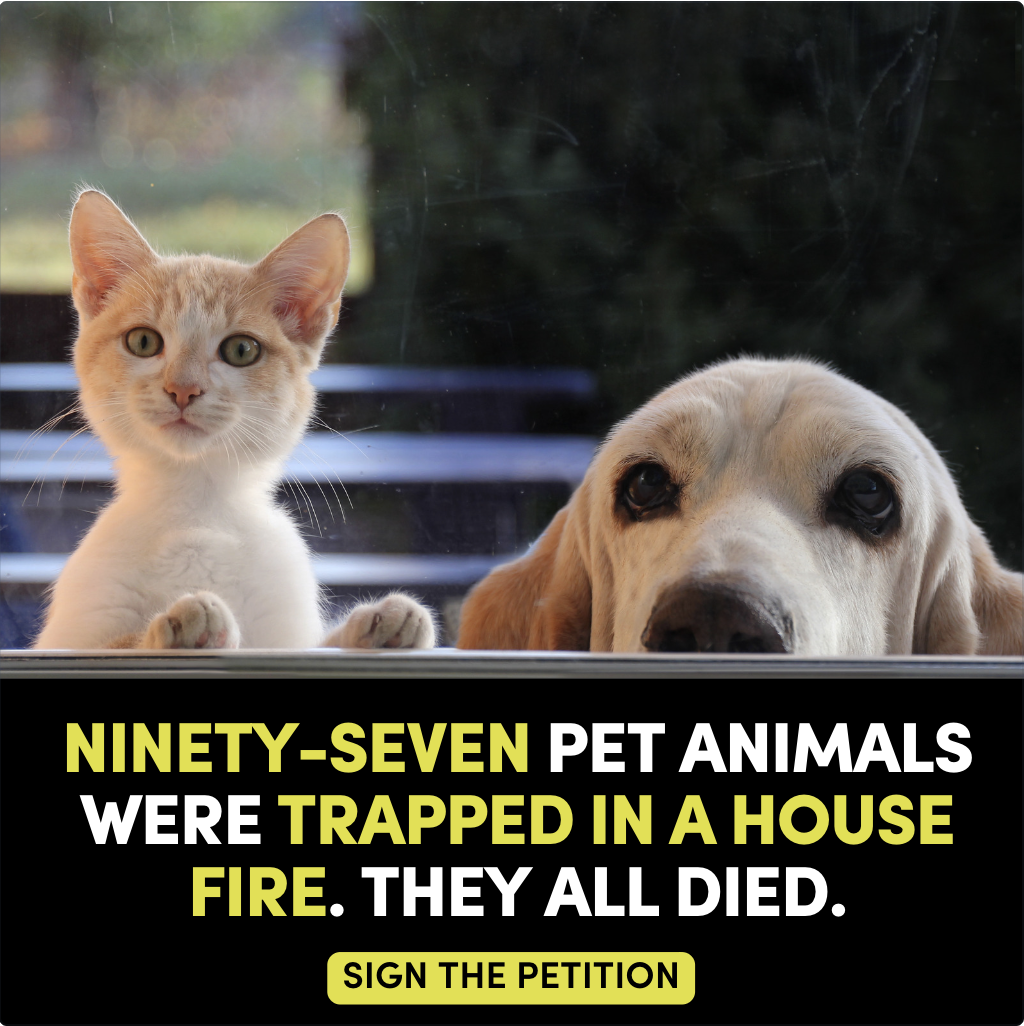 cat and dog cat and dog