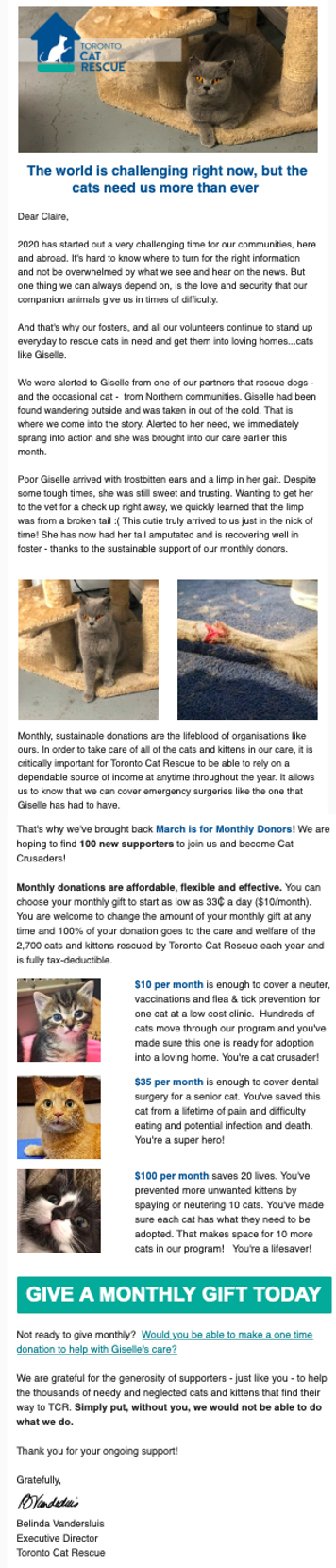 Toronto Cat Rescue fundraising appeal during pandemic