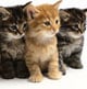recruit-new-donors-and-advocates-for-nonprofits-and-brands---pack-of-kittens